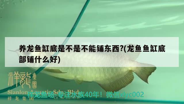 养龙鱼缸底是不是不能铺东西?(龙鱼鱼缸底部铺什么好) 黄金斑马鱼