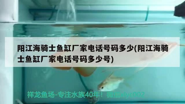 阳江海骑士鱼缸厂家电话号码多少(阳江海骑士鱼缸厂家电话号码多少号)