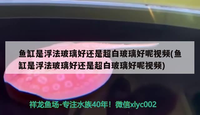 鱼缸是浮法玻璃好还是超白玻璃好呢视频(鱼缸是浮法玻璃好还是超白玻璃好呢视频)