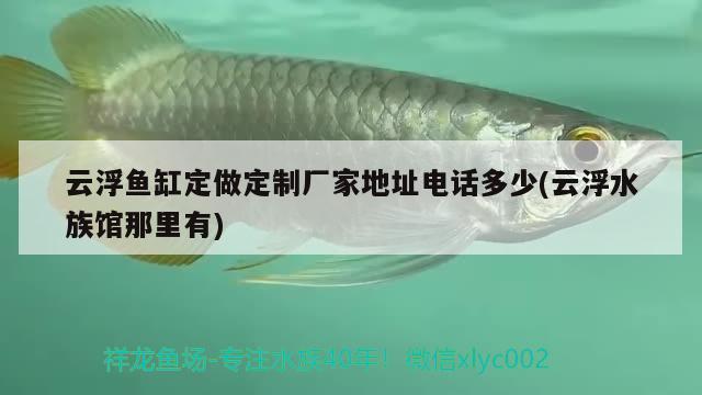 云浮鱼缸定做定制厂家地址电话多少(云浮水族馆那里有)