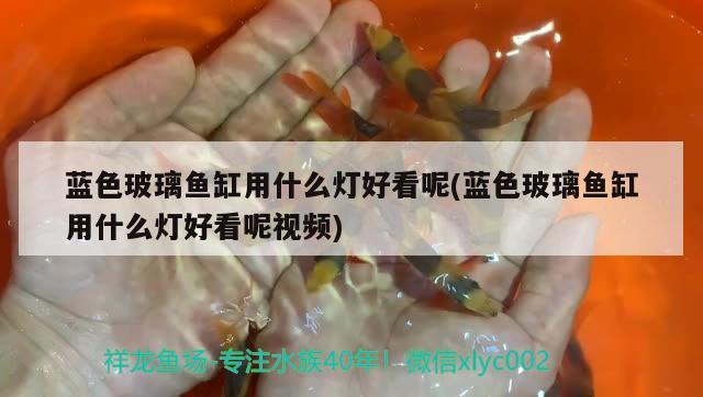 蓝色玻璃鱼缸用什么灯好看呢(蓝色玻璃鱼缸用什么灯好看呢视频)