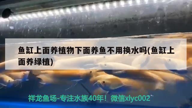 鱼缸上面养植物下面养鱼不用换水吗(鱼缸上面养绿植)