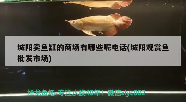 城阳卖鱼缸的商场有哪些呢电话(城阳观赏鱼批发市场) 观赏鱼批发