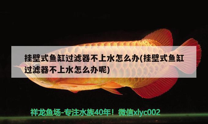 挂壁式鱼缸过滤器不上水怎么办(挂壁式鱼缸过滤器不上水怎么办呢)