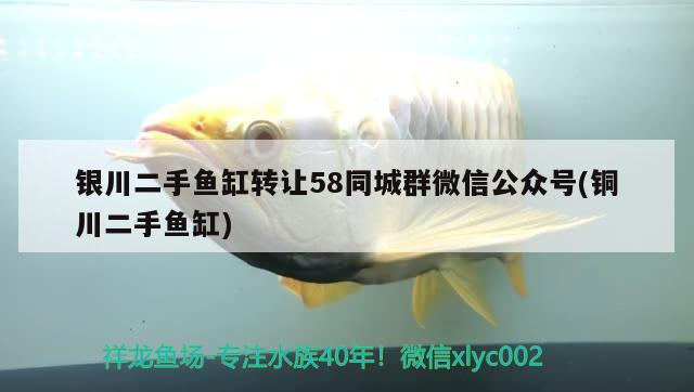 银川二手鱼缸转让58同城群微信公众号(铜川二手鱼缸) 白子银版鱼