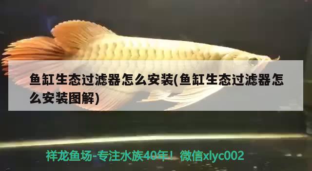 鱼缸生态过滤器怎么安装(鱼缸生态过滤器怎么安装图解) 帝王迷宫