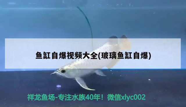 鱼缸自爆视频大全(玻璃鱼缸自爆) 定时器/自控系统