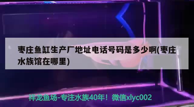 枣庄鱼缸生产厂地址电话号码是多少啊(枣庄水族馆在哪里) 成吉思汗鲨（球鲨）鱼