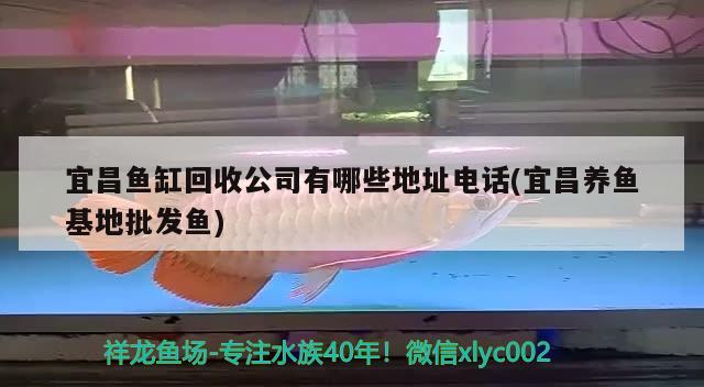 宜昌鱼缸回收公司有哪些地址电话(宜昌养鱼基地批发鱼) 养鱼知识