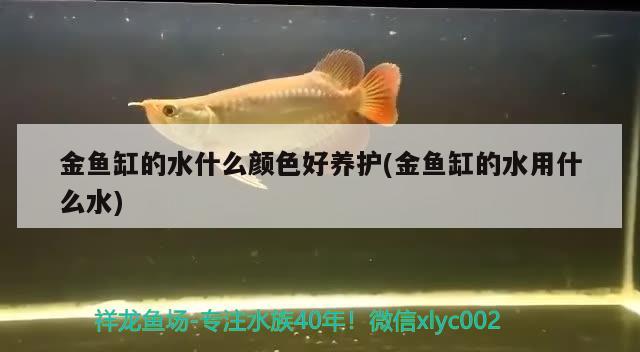 金鱼缸的水什么颜色好养护(金鱼缸的水用什么水)