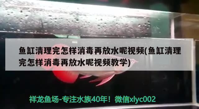 鱼缸清理完怎样消毒再放水呢视频(鱼缸清理完怎样消毒再放水呢视频教学) 野彩鱼 第1张