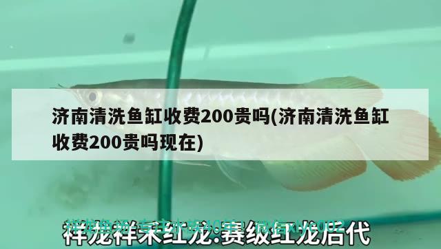 济南清洗鱼缸收费200贵吗(济南清洗鱼缸收费200贵吗现在)