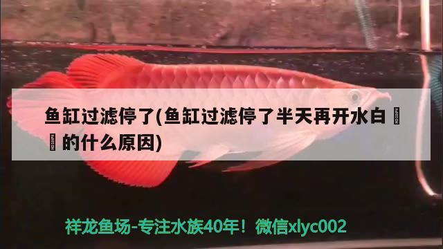 鱼缸过滤停了(鱼缸过滤停了半天再开水白濛濛的什么原因) 圣菲埃及鱼