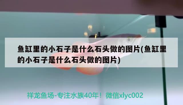 鱼缸里的小石子是什么石头做的图片(鱼缸里的小石子是什么石头做的图片) 福满钻鱼