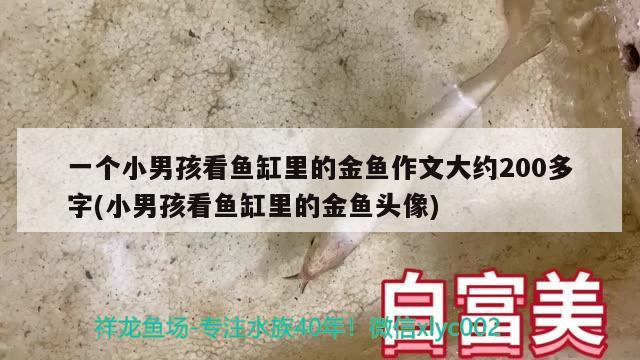 一个小男孩看鱼缸里的金鱼作文大约200多字(小男孩看鱼缸里的金鱼头像) 帝王血钻