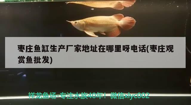 枣庄鱼缸生产厂家地址在哪里呀电话(枣庄观赏鱼批发) 观赏鱼批发