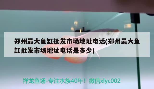 郑州最大鱼缸批发市场地址电话(郑州最大鱼缸批发市场地址电话是多少) 细线银板鱼苗