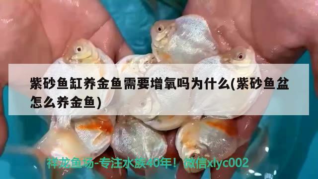 紫砂鱼缸养金鱼需要增氧吗为什么(紫砂鱼盆怎么养金鱼)