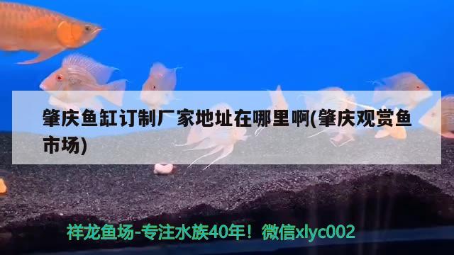 肇庆鱼缸订制厂家地址在哪里啊(肇庆观赏鱼市场) 观赏鱼市场（混养鱼）