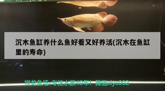 沉木鱼缸养什么鱼好看又好养活(沉木在鱼缸里的寿命)