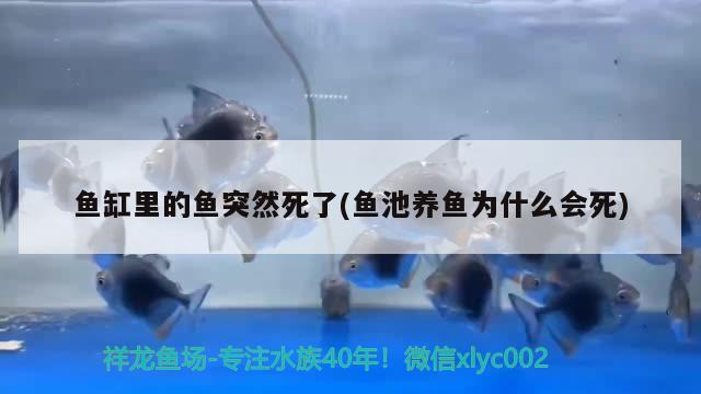 鱼缸里的鱼突然死了(鱼池养鱼为什么会死) 广州水族器材滤材批发市场