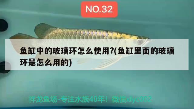 鱼缸中的玻璃环怎么使用?(鱼缸里面的玻璃环是怎么用的) 野彩鱼