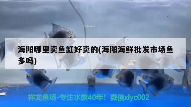 海阳哪里卖鱼缸好卖的(海阳海鲜批发市场鱼多吗)