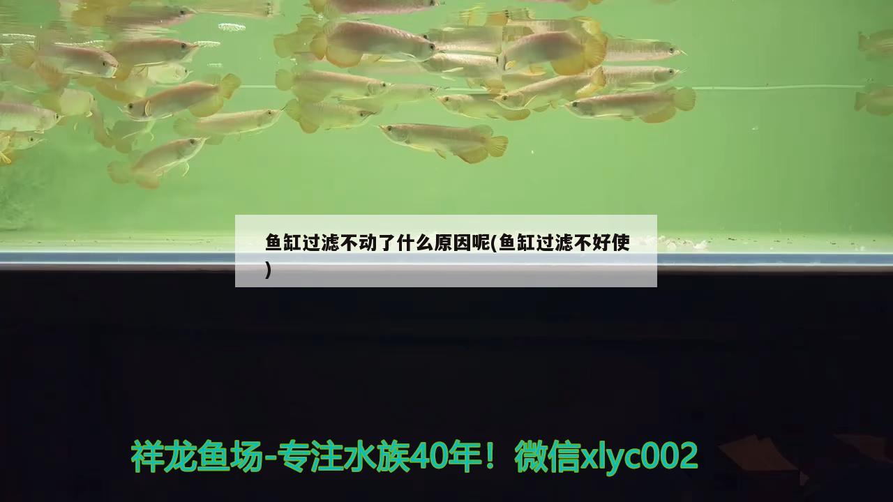 鱼缸过滤不动了什么原因呢(鱼缸过滤不好使)