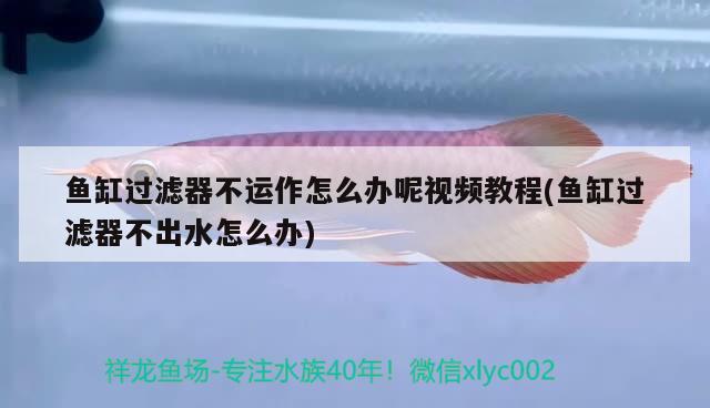 鱼缸过滤器不运作怎么办呢视频教程(鱼缸过滤器不出水怎么办)