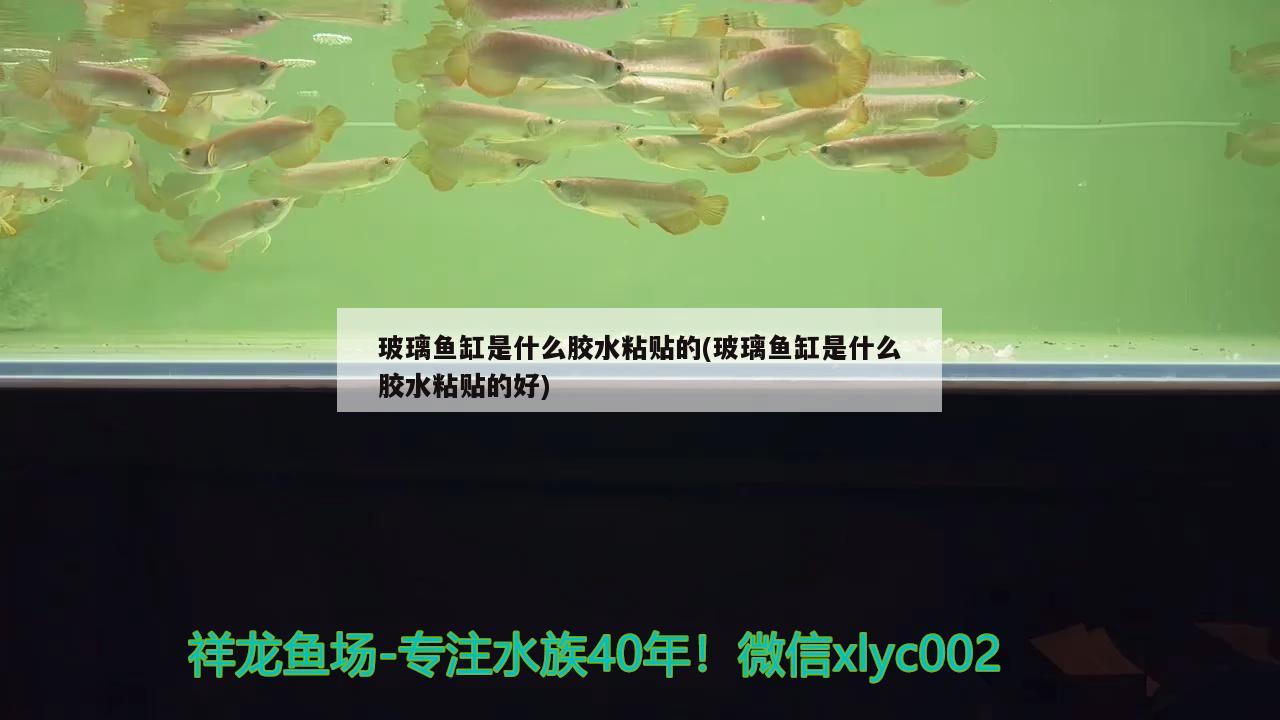 玻璃鱼缸是什么胶水粘贴的(玻璃鱼缸是什么胶水粘贴的好)