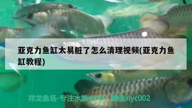 亚克力鱼缸太易脏了怎么清理视频(亚克力鱼缸教程) 斑马鸭嘴鱼