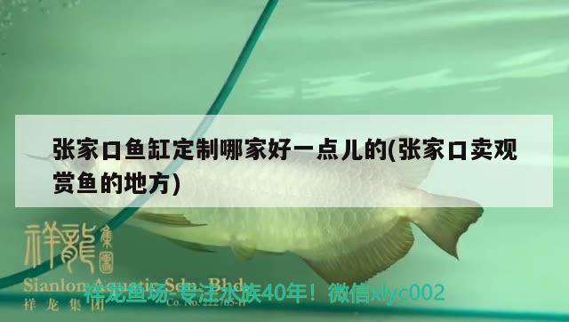 张家口鱼缸定制哪家好一点儿的(张家口卖观赏鱼的地方) 福虎/异型虎鱼/纯色虎鱼