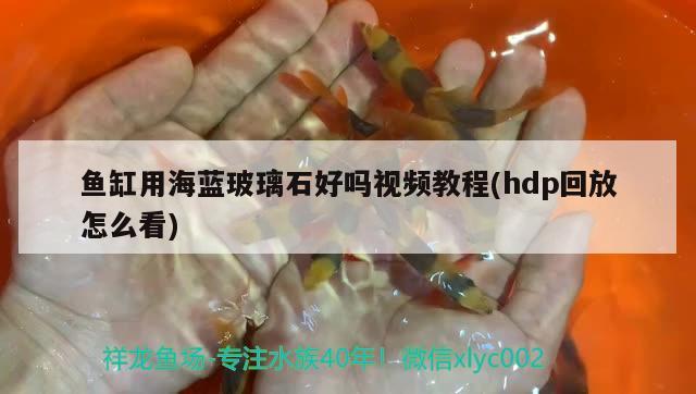 鱼缸用海蓝玻璃石好吗视频教程(hdp回放怎么看)