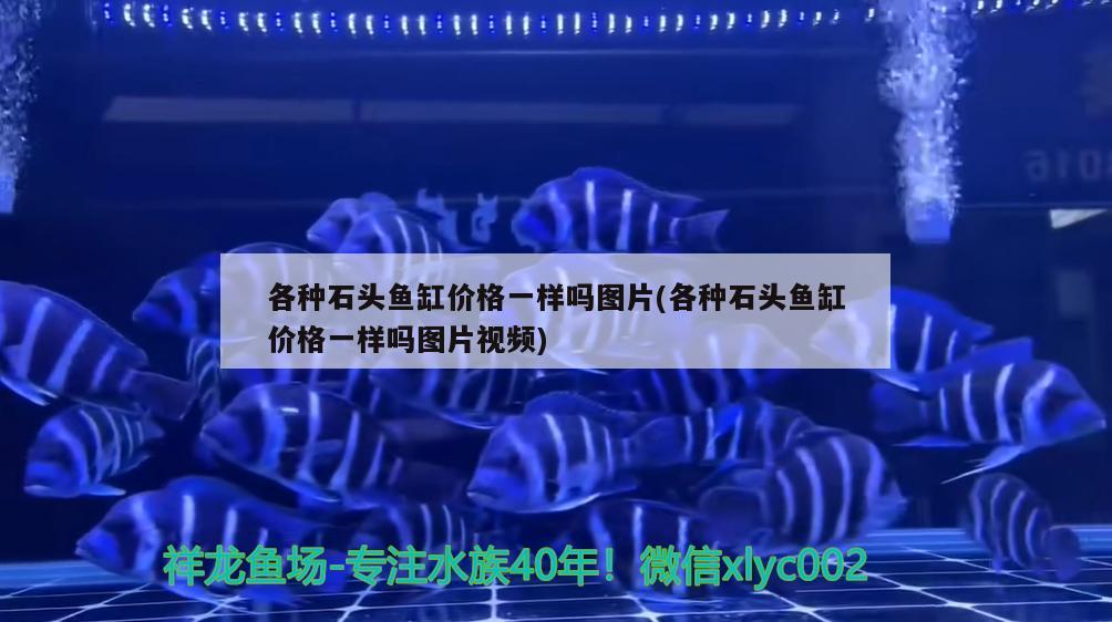 各种石头鱼缸价格一样吗图片(各种石头鱼缸价格一样吗图片视频) 白子金龙鱼