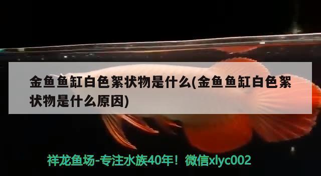 金鱼鱼缸白色絮状物是什么(金鱼鱼缸白色絮状物是什么原因) 月光鸭嘴鱼