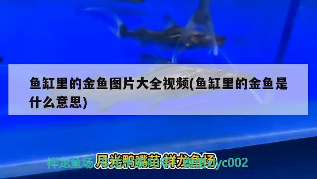 鱼缸里的金鱼图片大全视频(鱼缸里的金鱼是什么意思) 帝王血钻鱼