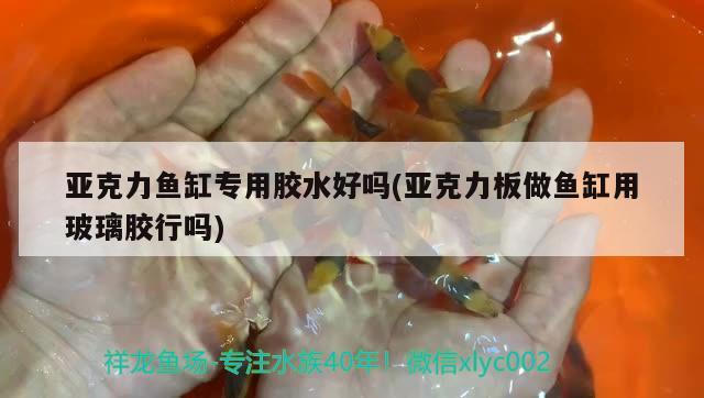 亚克力鱼缸专用胶水好吗(亚克力板做鱼缸用玻璃胶行吗) 狗头鱼