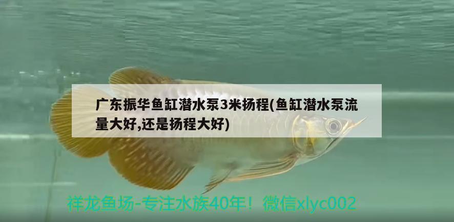 广东振华鱼缸潜水泵3米扬程(鱼缸潜水泵流量大好,还是扬程大好) 虎鱼百科