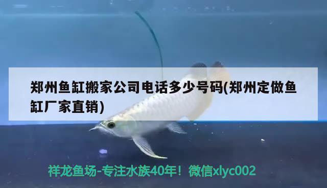 郑州鱼缸搬家公司电话多少号码(郑州定做鱼缸厂家直销) 黄金达摩鱼