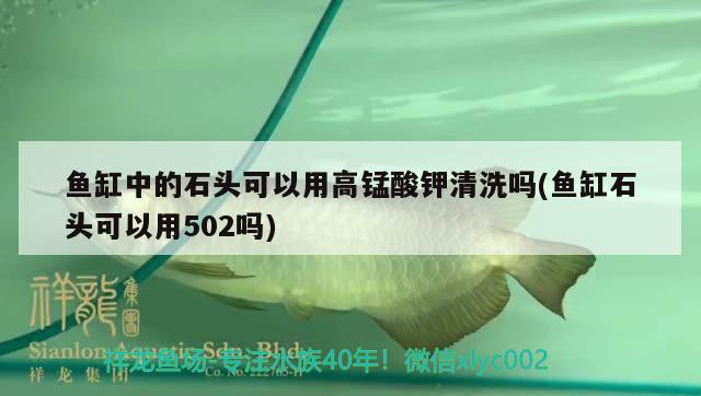 鱼缸中的石头可以用高锰酸钾清洗吗(鱼缸石头可以用502吗) 黄吉金龙（白子金龙鱼）