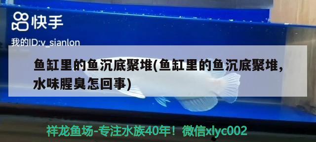 鱼缸里的鱼沉底聚堆(鱼缸里的鱼沉底聚堆,水味腥臭怎回事) 月光鸭嘴鱼苗