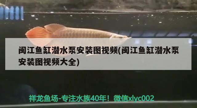 闽江鱼缸潜水泵安装图视频(闽江鱼缸潜水泵安装图视频大全) 细线银板鱼苗