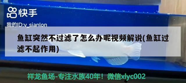 鱼缸突然不过滤了怎么办呢视频解说(鱼缸过滤不起作用) 罗汉鱼