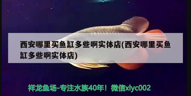 西安哪里买鱼缸多些啊实体店(西安哪里买鱼缸多些啊实体店) 斑马狗头鱼