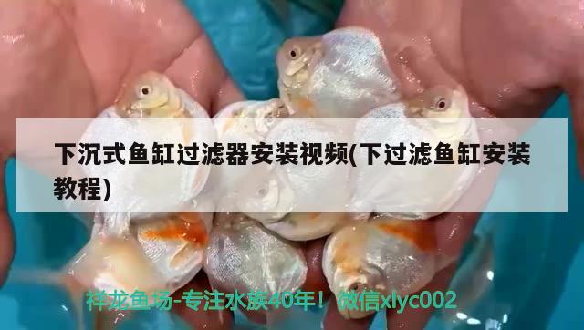 下沉式鱼缸过滤器安装视频(下过滤鱼缸安装教程) 巨骨舌鱼