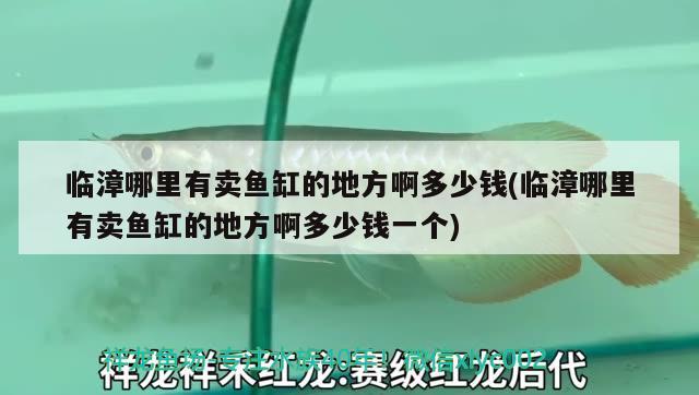 临漳哪里有卖鱼缸的地方啊多少钱(临漳哪里有卖鱼缸的地方啊多少钱一个) 鱼缸/水族箱