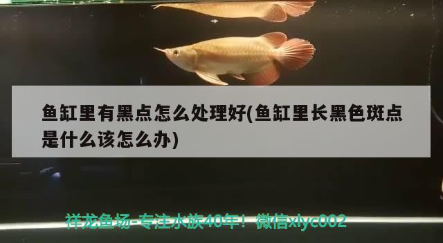 鱼缸里有黑点怎么处理好(鱼缸里长黑色斑点是什么该怎么办)