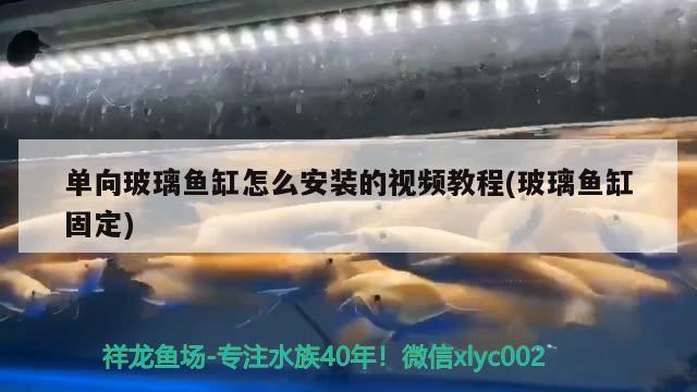 单向玻璃鱼缸怎么安装的视频教程(玻璃鱼缸固定) 水草