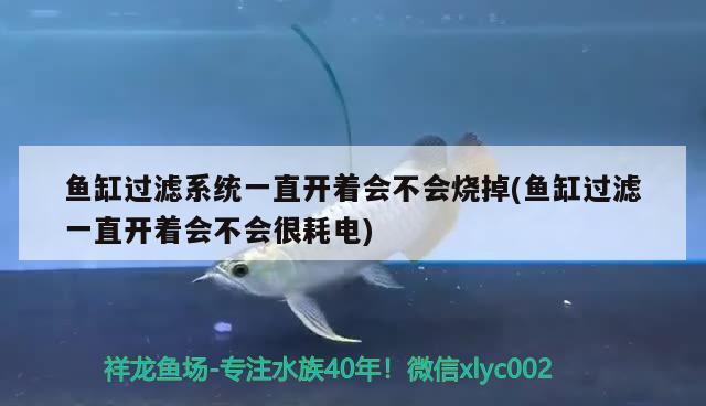 鱼缸过滤系统一直开着会不会烧掉(鱼缸过滤一直开着会不会很耗电)