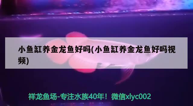 小鱼缸养金龙鱼好吗(小鱼缸养金龙鱼好吗视频) 古典过背金龙鱼